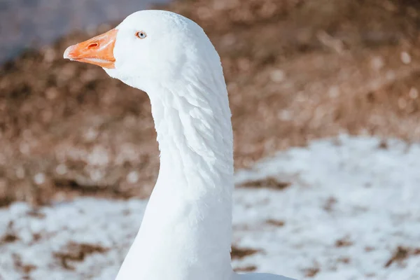 Selektivní Záběr Bílé Husy Zasněženém Poli — Stock fotografie