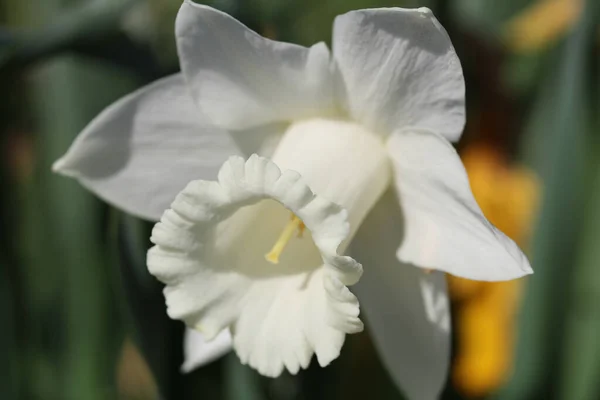 花园里一只白色水仙花的特写镜头 — 图库照片