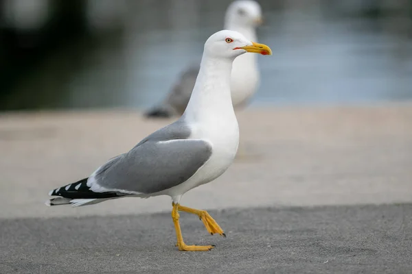 Pájaro Gaviota Junto Lago Parque — Foto de Stock