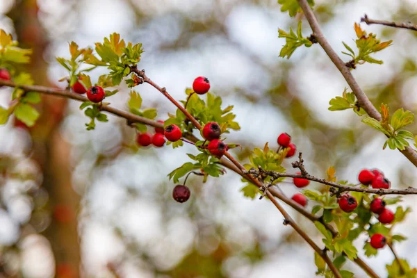 Lkbaharda Bir Gül Ağacı Dalının Güzel Bir Yakın Çekimi — Stok fotoğraf