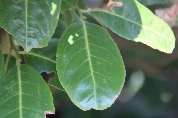 Bir Bitkinin Taze Yeşil Yapraklarının Yakın Plan Çekimi — Stok fotoğraf