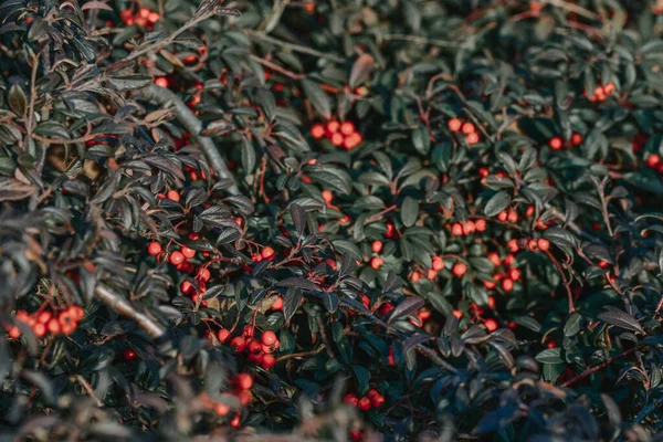 Die Pflanze Roter Winterbeeren Einem Park — Stockfoto