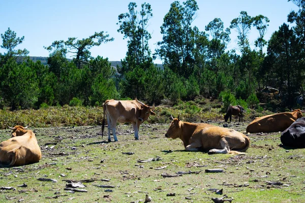 Herd Calm Cows Grazing Mountains Galicia Spain — Stock Photo, Image