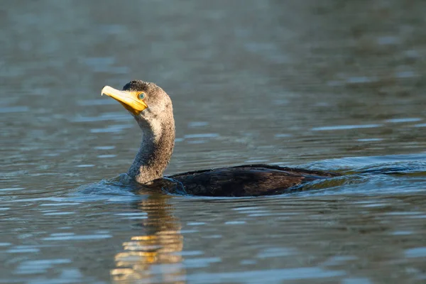 Primer Plano Hermoso Cormorán Doble Cresta Nadando Lago — Foto de Stock