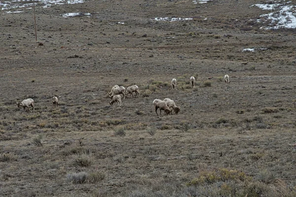 Una Manada Cabras Pastando Pasto Con Arbustos —  Fotos de Stock