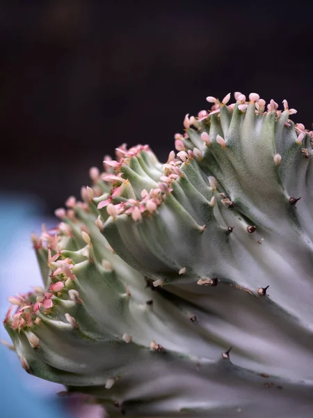 Vertical Shot Euphorbia Lactea — Stock Photo, Image