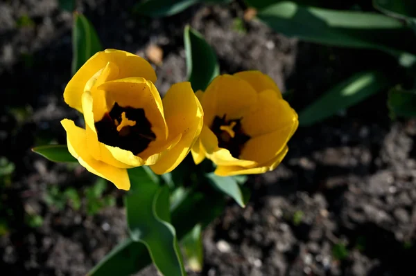 Frühlingsblumen April Fotografiert — Stockfoto