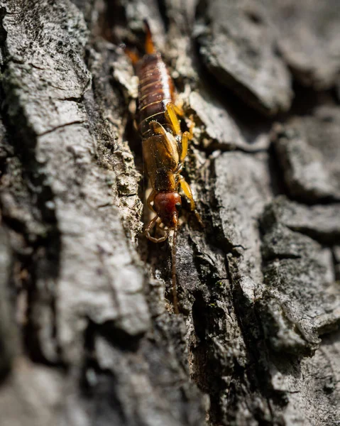 Bir Ağaç Gövdesindeki Sarı Tırtılın Yakın Çekimi — Stok fotoğraf