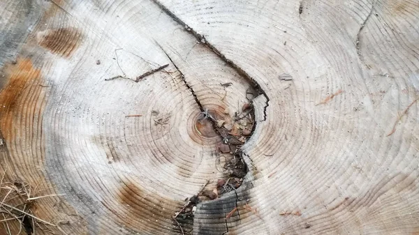 Closeup Shot Trunk Big Tree Perfect Background — Stock Photo, Image