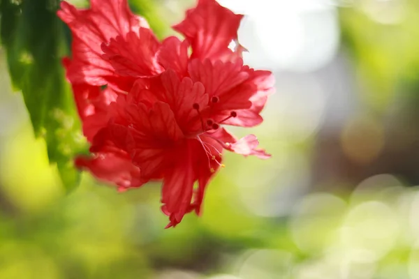 Selektywne Ujęcie Pięknego Czerwonego Hibiskusa — Zdjęcie stockowe