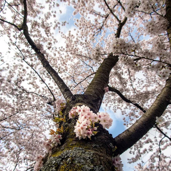 Hermosas Flores Cerezo Blanco Árbol Floreciente — Foto de Stock