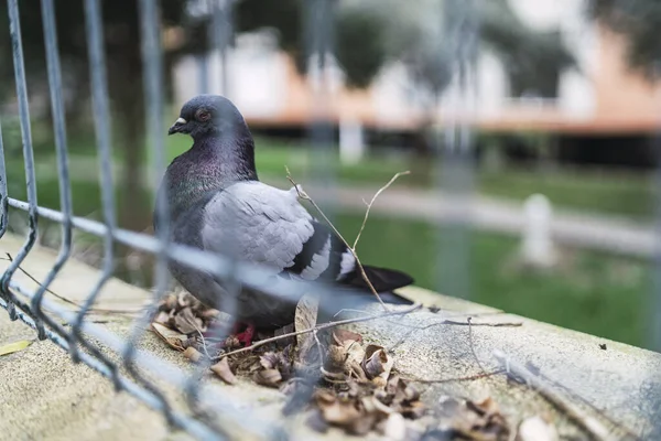 Shallow Focus Shot Pigeon Fence Outdoors — Stock Photo, Image