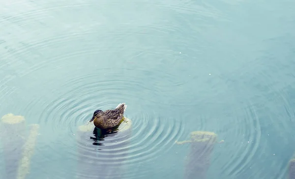 Μια Κοντινή Φωτογραφία Μιας Γκρίζας Πάπιας Κολυμπάει Στη Λίμνη — Φωτογραφία Αρχείου