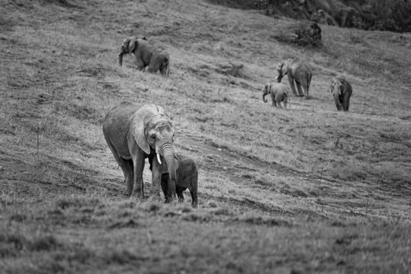 Grupo Elefantes Preto Branco Grupo Mamíferos Animais Grandes — Fotografia de Stock