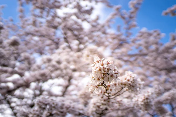 Hermosas Flores Cerezo Blanco Árbol Floreciente —  Fotos de Stock