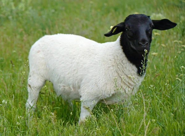 Een Closeup Van Een Dorper Ras Schaap Staand Een Grasveld — Stockfoto