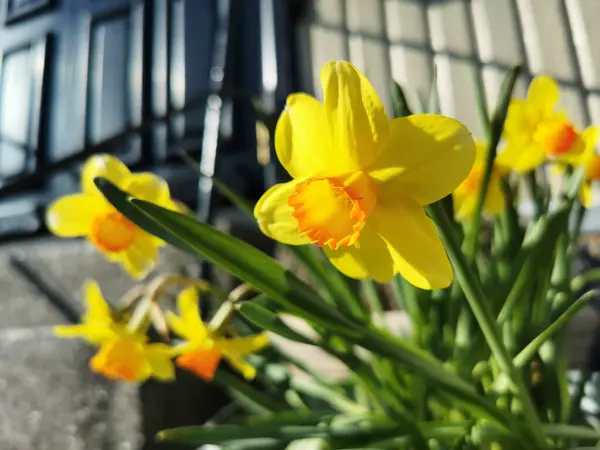Close Flores Amarelas Narciso Selvagens Brilhando Sol — Fotografia de Stock
