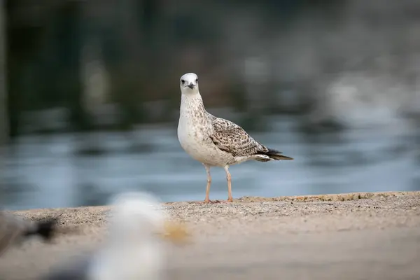 Egy Sirálymadár Egy Tóval Háttérben — Stock Fotó