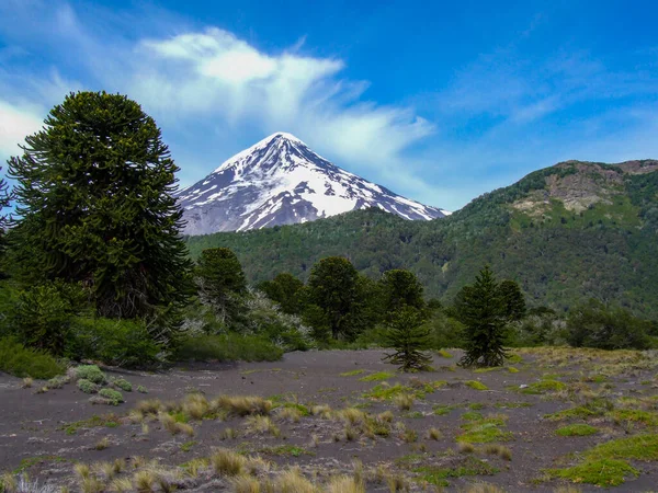 アラウカリアの木を持つラニン火山の眺め ラニン国立公園 アルゼンチン — ストック写真