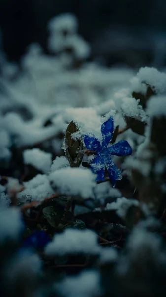 Eine Selektive Fokusaufnahme Von Violetten Blumen Die Mit Schnee Bedeckt — Stockfoto