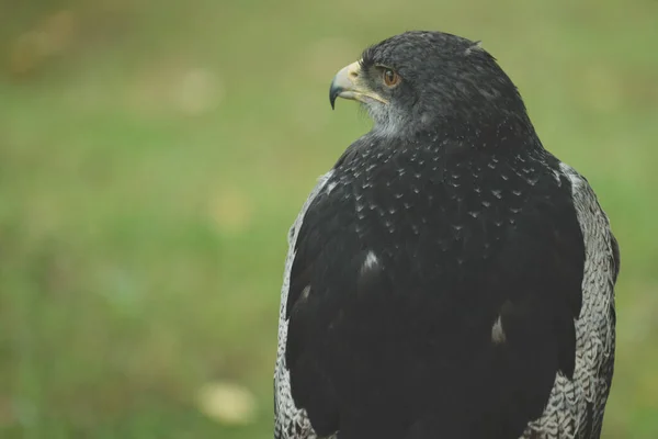 Peregrine Falk Bakifrån Tittar Horisonten Fågelraptorer — Stockfoto