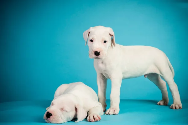 Twee Dogo Argentino Puppies Blauwe Achtergrond — Stockfoto