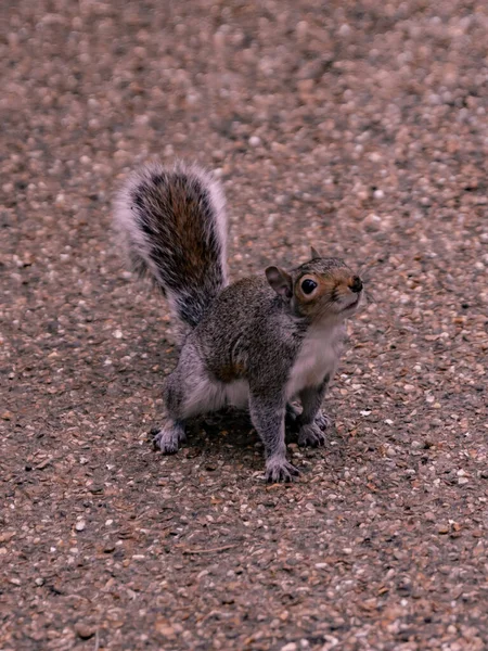 Disparo Vertical Una Adorable Ardilla Gris Oriental Que Busca Bocadillos — Foto de Stock