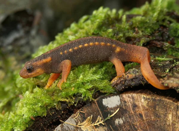 Närbild Röd Tailed Mandarin Newt Grön Mossa Tylototriton Verrucosus — Stockfoto