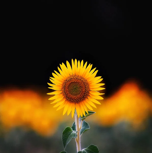 Pionowe Ujęcie Tętniącego Życiem Słonecznika — Zdjęcie stockowe