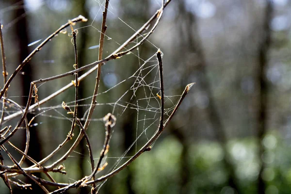 Une Toile Araignée Sur Les Branches Des Arbres — Photo