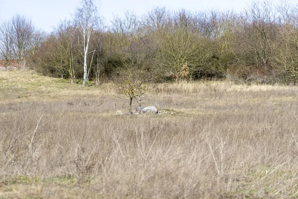 Gros Plan Champ Roseaux Dans Une Campagne — Photo