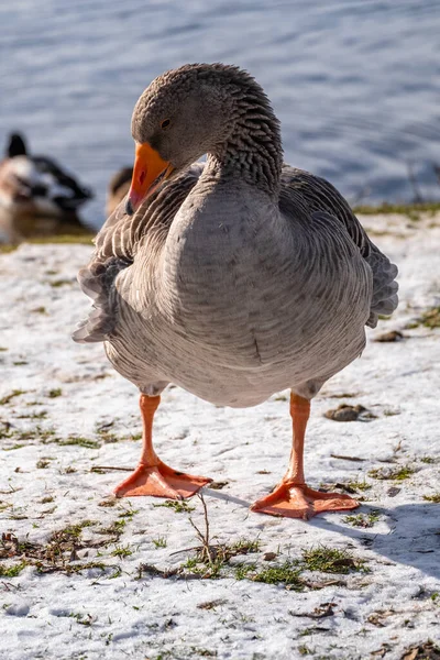 Een Verticaal Schot Van Een Gans Een Besneeuwde Baai — Stockfoto