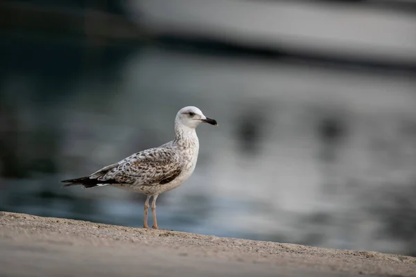 Una Gaviota Junto Lago Parque —  Fotos de Stock