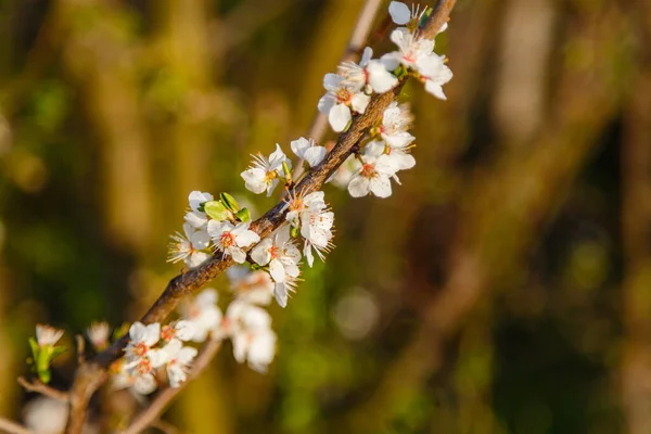 Closeup Shot White Blossoms Tree Branch — Stock Photo, Image