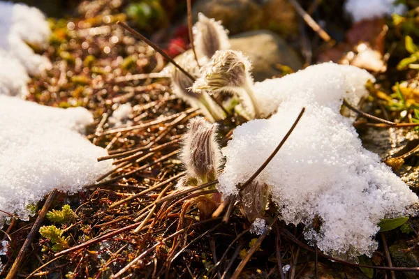 Zblízka Rozkvetlého Pasquefloweru Pokrytého Sněhem — Stock fotografie