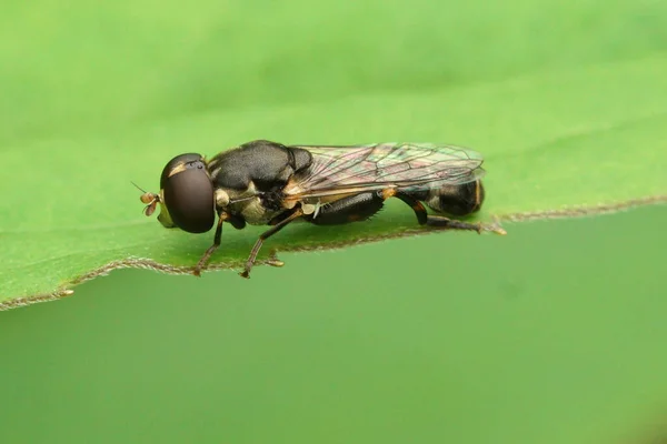 Closeup Small Thick Legged Hoverfly Syritta Pipiens Sitting Green Leaf — Stock Photo, Image