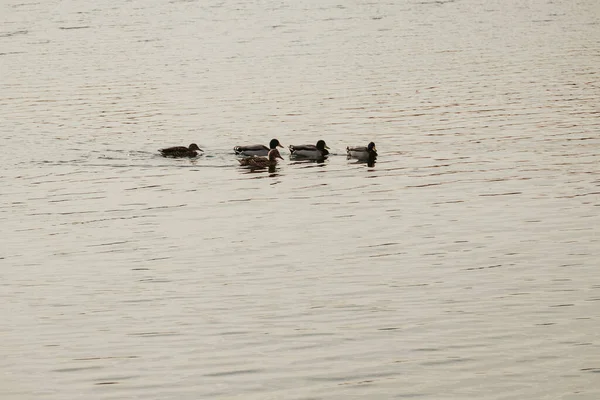 Tiro Perto Grupo Patos Nadando Lago — Fotografia de Stock