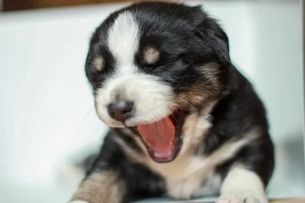 Primer Plano Adorable Cachorro Acostado Sobre Una Superficie Blanca Bostezando —  Fotos de Stock