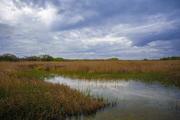 Horizontales Bild Eines Sumpfes Mit Trockenem Schnurgras Bei Bewölktem Wetter — Stockfoto