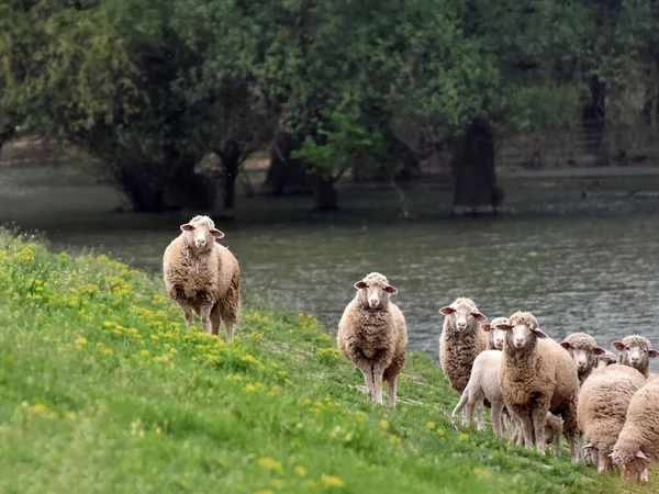 羊群站在河岸的草地上吃草 — 图库照片