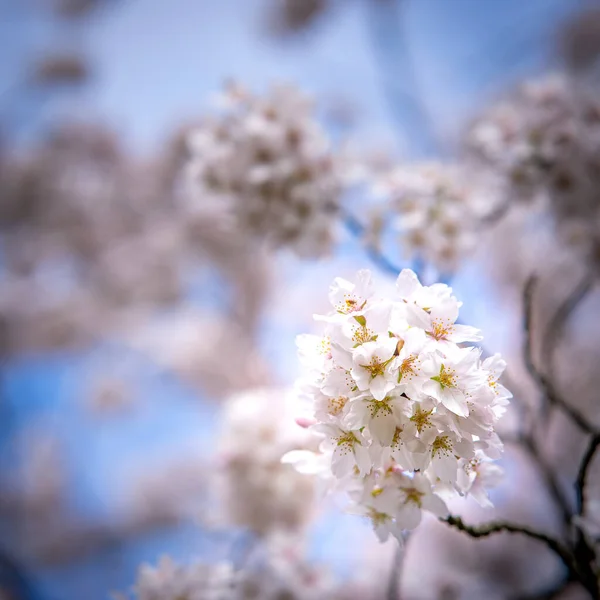 Plano Superficial Flores Blancas Flor Cerezo —  Fotos de Stock