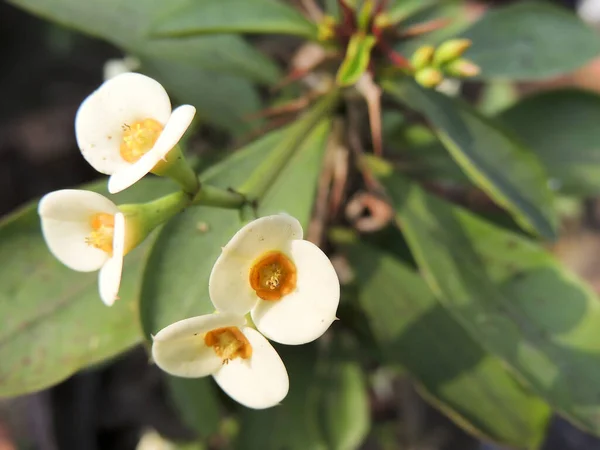 Tiro Closeup Flores Pequenas Brancas Florescendo Jardim — Fotografia de Stock