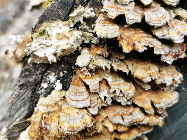 Primo Piano Corteccia Albero Con Fungo Una Foresta — Foto Stock