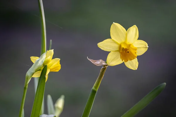Eine Nahaufnahme Der Gelben Blüten Geringer Schärfentiefe — Stockfoto