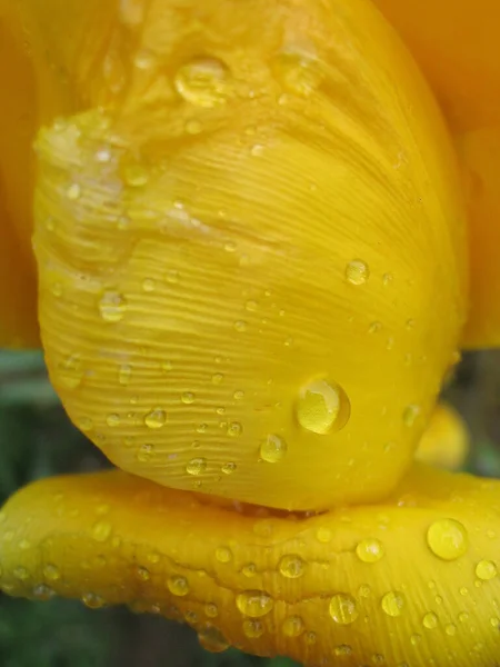 Primer Plano Una Flor Amarilla Con Gotas Lluvia —  Fotos de Stock