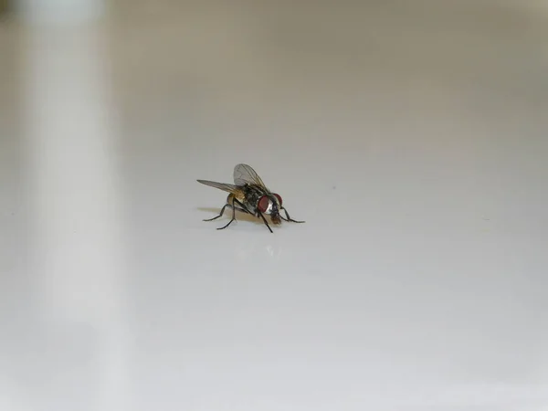 Tiro Close Uma Mosca Doméstica Sentada Uma Mesa Mumbai Índia — Fotografia de Stock