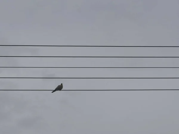 Een Close Van Een Duif Draad Als Een Noot Bladmuziek — Stockfoto