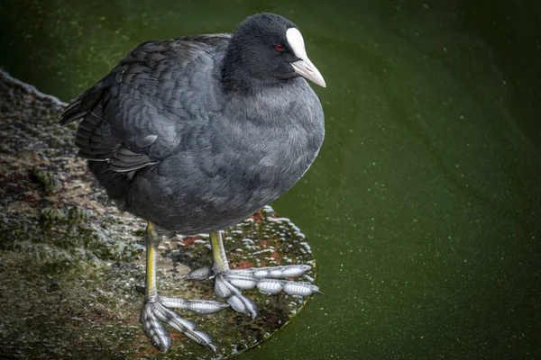 Bald Coot Red Eyes Standing Green Water — Stock Photo, Image