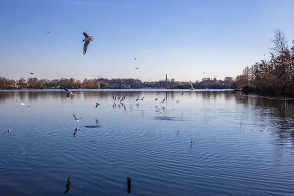 湖の上を飛ぶたくさんの鳥の美しいショット — ストック写真