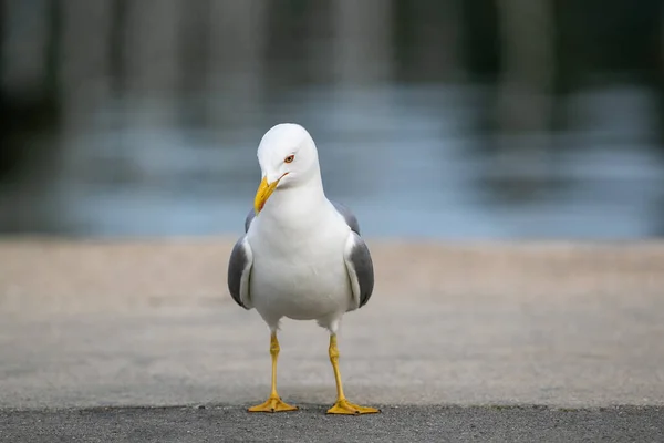 Een Meeuw Vogel Bij Het Meer Een Park — Stockfoto